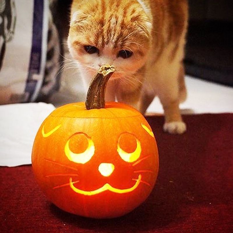 cat carving on pumpkin for halloween 