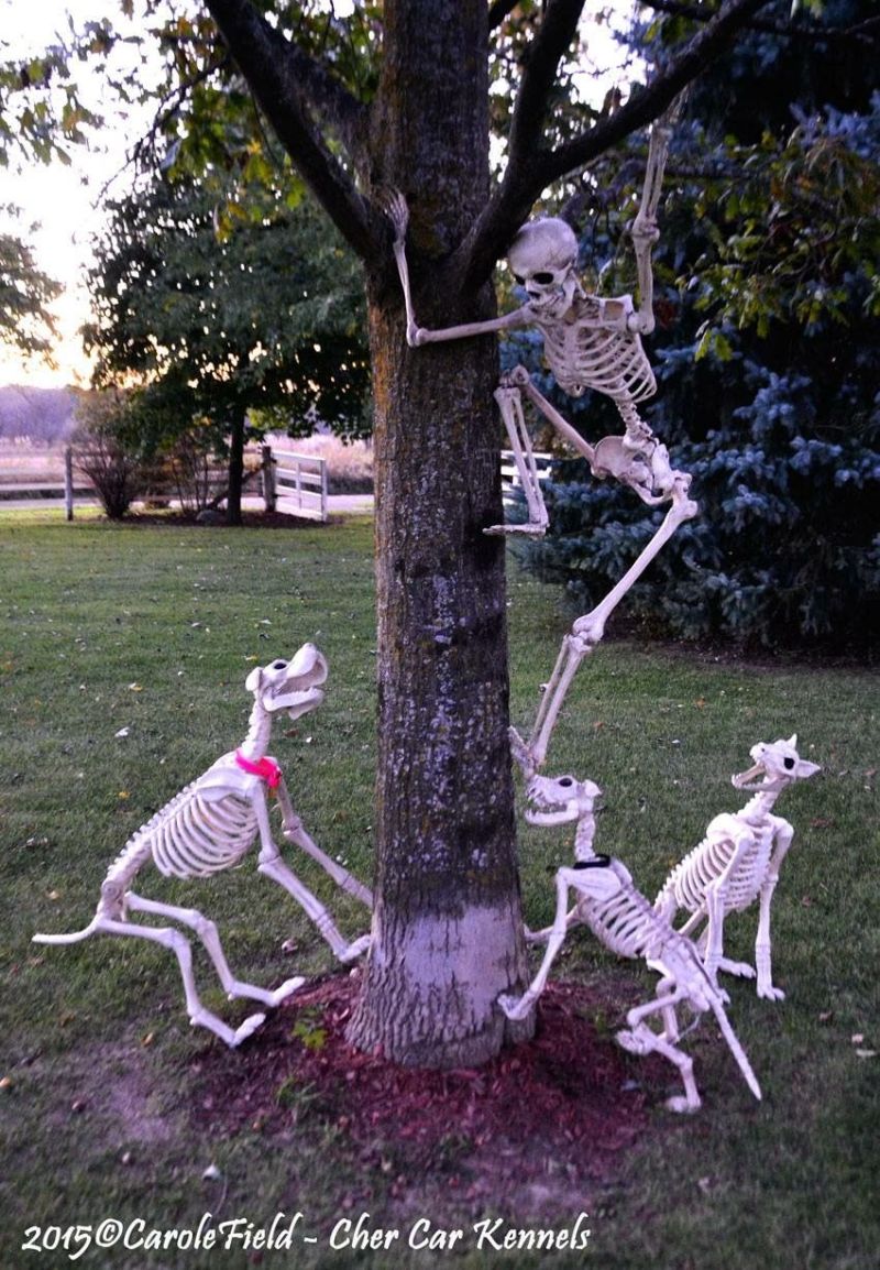 Crazy skeleton running ways from dogs