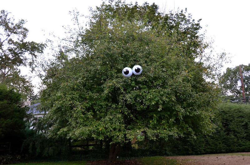 spooky eyes on the trees for Halloween