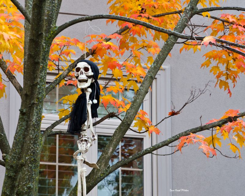skeletons hanging on the trees 