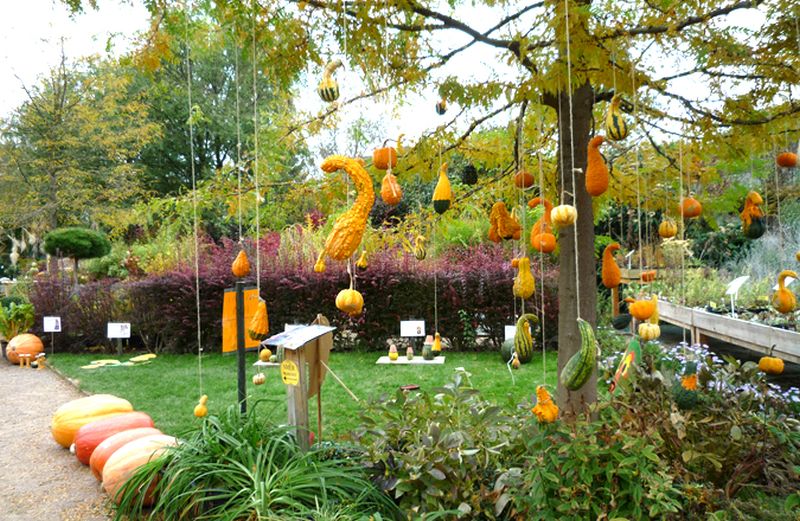 hang pumpkins and gourds on trees for Halloween 