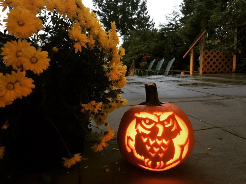 Owl carved pumpkin halloween 