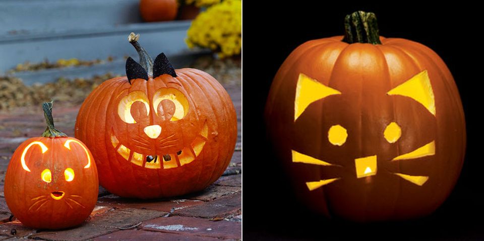 Furry Foes on Pumpkins Will Surely Draw Your Cat's Attention