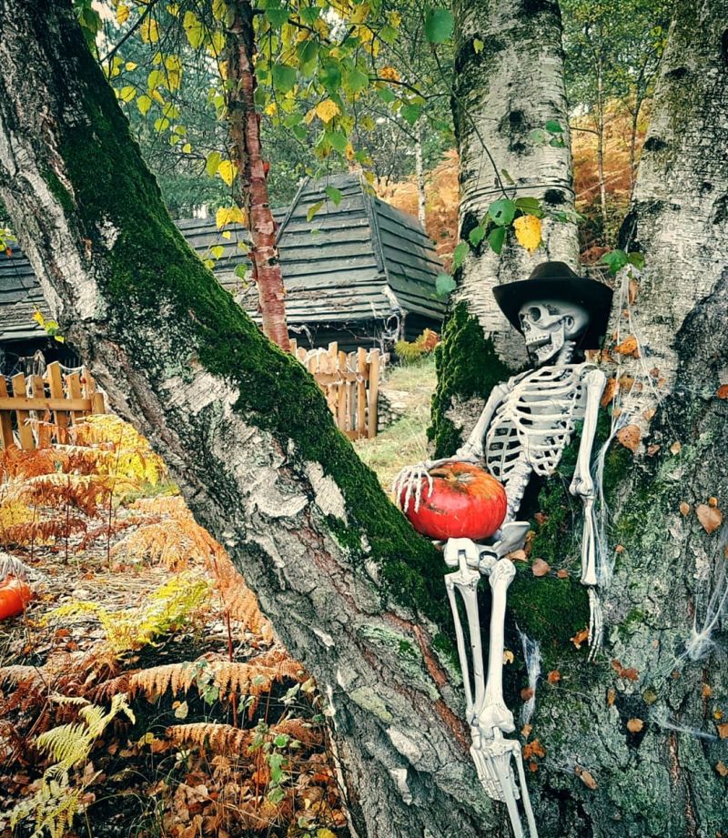 Skeleton pirate looking over from a tree