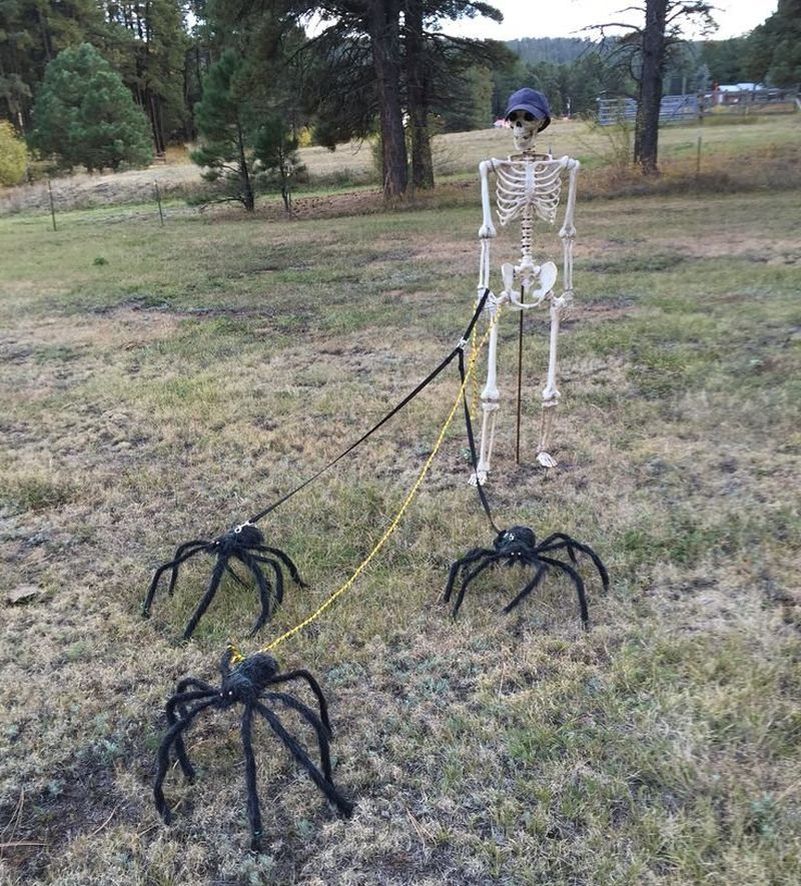 Skeleton taking spiders on a walk